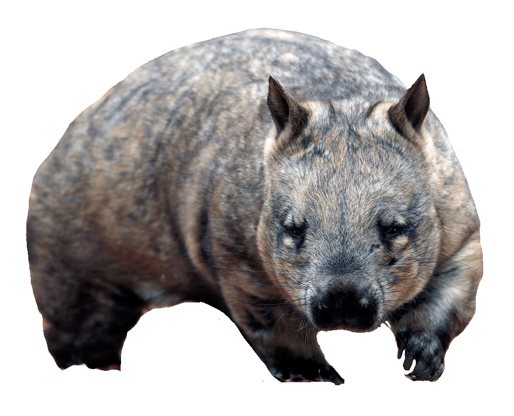 Northern Hairy-Nosed Wombat