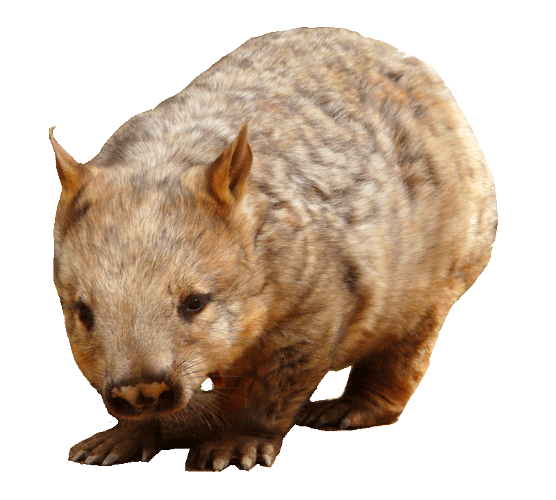 Southern Hairy-Nosed Wombat