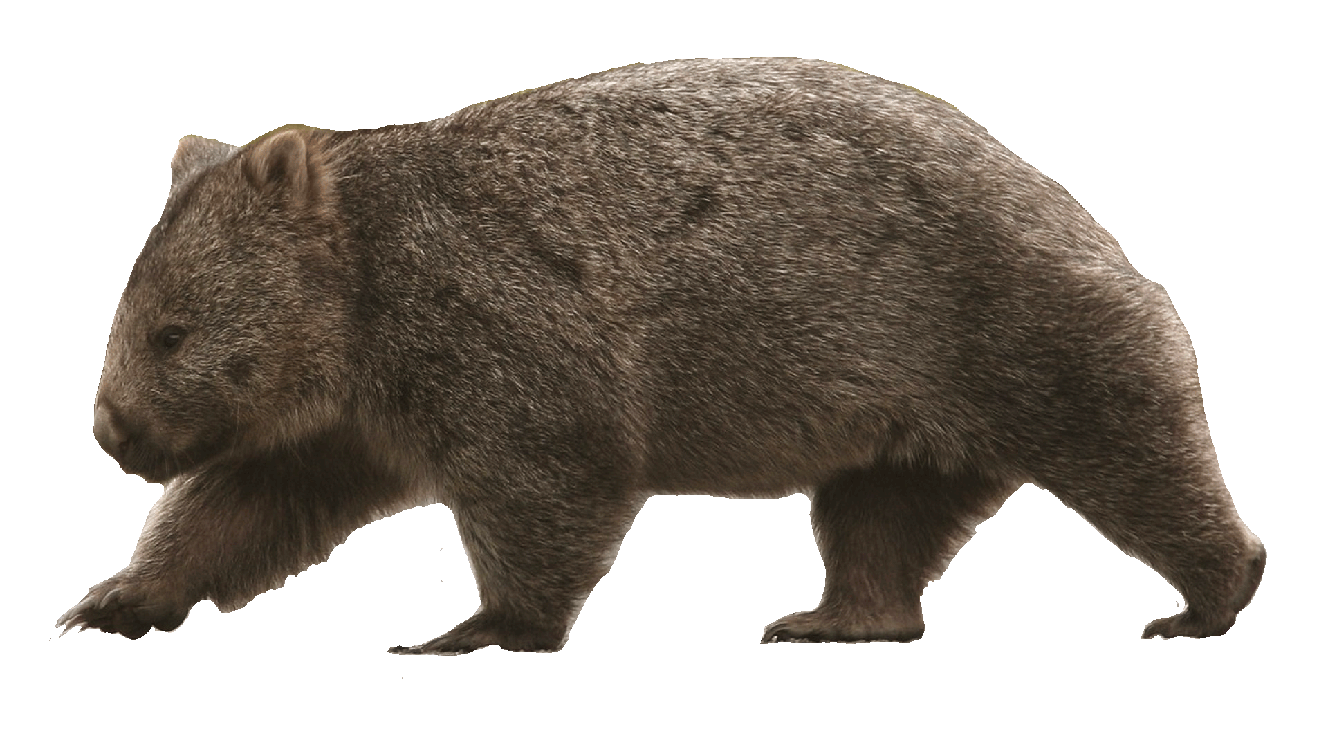 Common Wombat